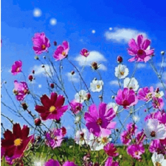 Meet your Posher, Monica - Picture 1 of 1